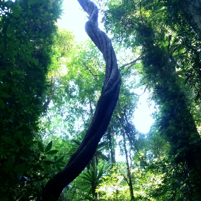 Dorrigo - Rainforest